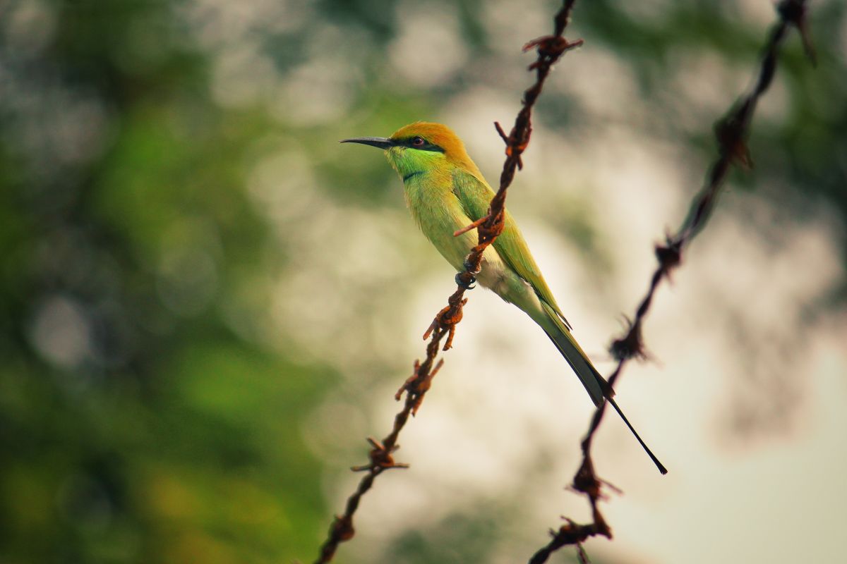 vogel